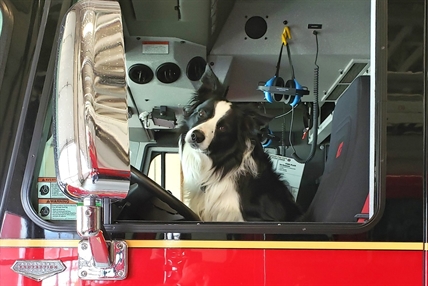 iN PHOTOS: Meet Cooper, Lumby's favourite resident | iNFOnews.ca iN PHOTOS: Meet Cooper, Lumby's favourite resident | iNFOnews.ca