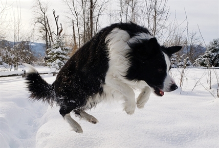 iN PHOTOS: Meet Cooper, Lumby's favourite resident | iNFOnews.ca iN PHOTOS: Meet Cooper, Lumby's favourite resident | iNFOnews.ca
