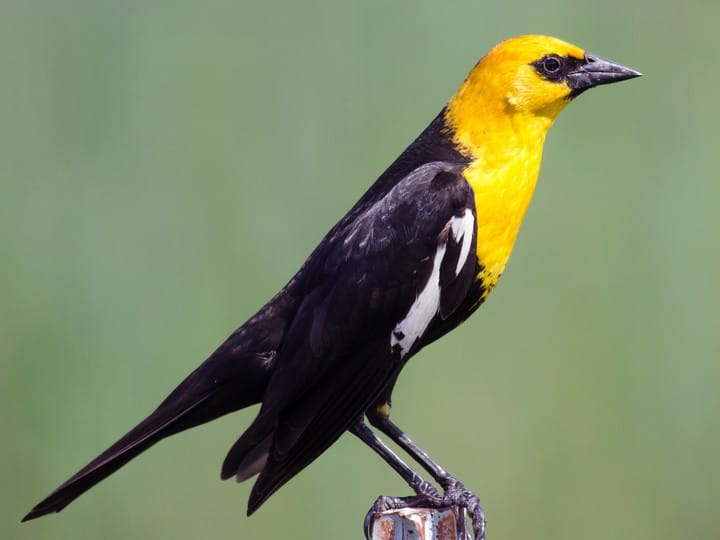 These bird sightings are the true sign spring has sprung in Kamloops | iNFOnews.ca These bird sightings are the true sign spring has sprung in Kamloops | iNFOnews.ca