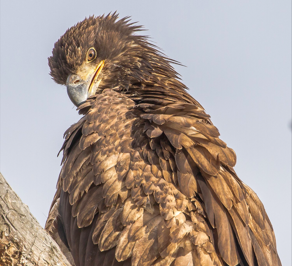 These bird sightings are the true sign spring has sprung in Kamloops | iNFOnews.ca These bird sightings are the true sign spring has sprung in Kamloops | iNFOnews.ca