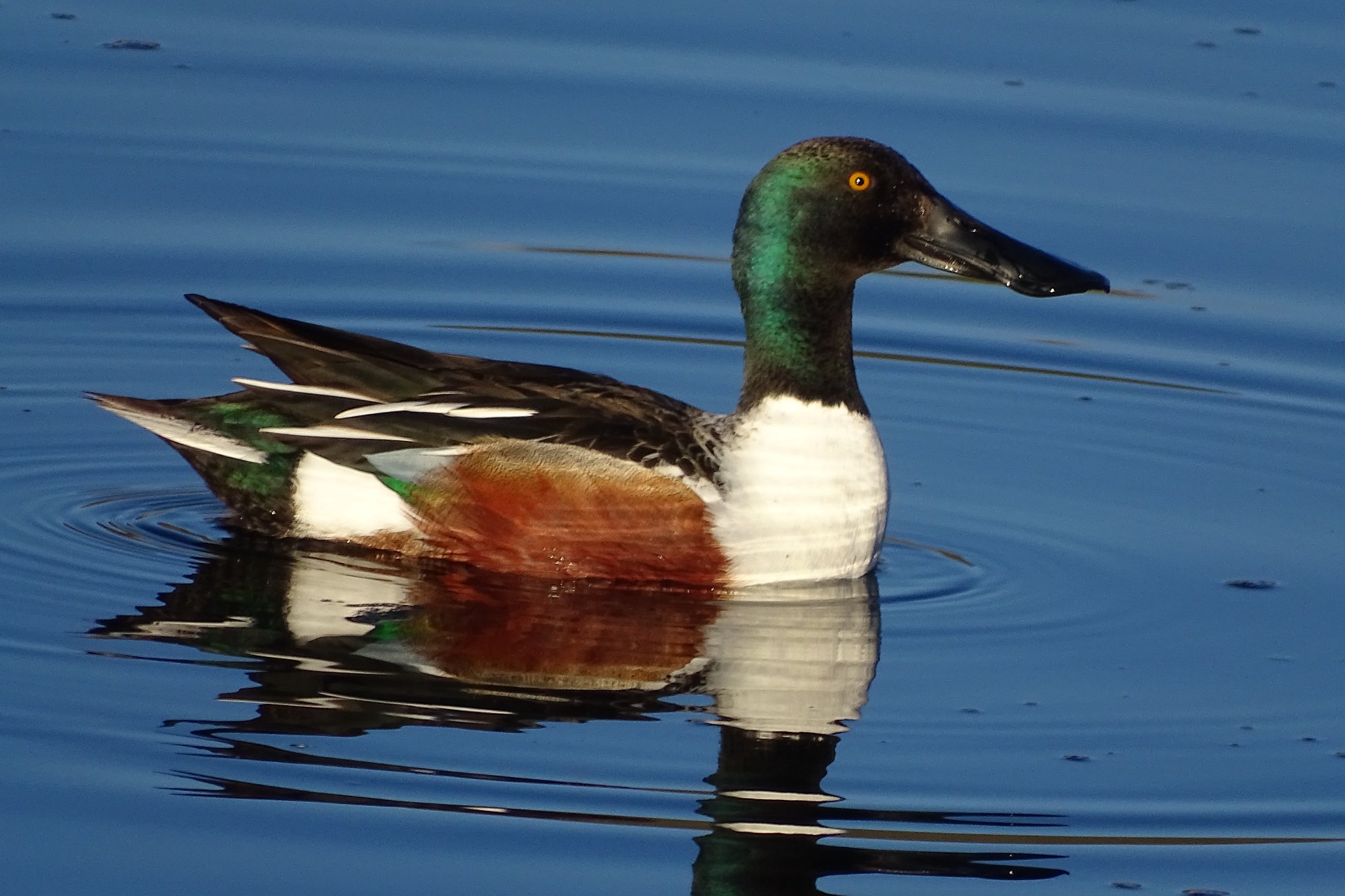 These bird sightings are the true sign spring has sprung in Kamloops | iNFOnews.ca These bird sightings are the true sign spring has sprung in Kamloops | iNFOnews.ca