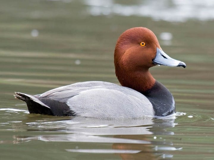 These bird sightings are the true sign spring has sprung in Kamloops | iNFOnews.ca These bird sightings are the true sign spring has sprung in Kamloops | iNFOnews.ca