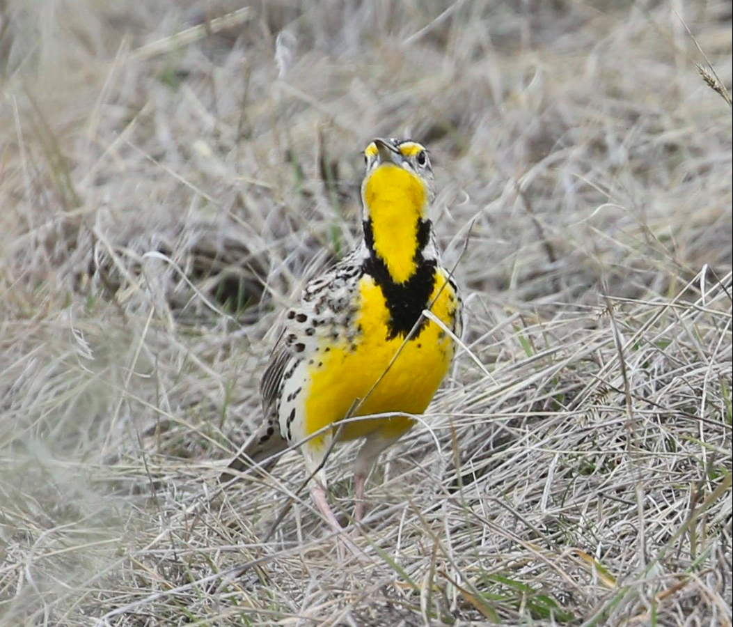 These bird sightings are the true sign spring has sprung in Kamloops | iNFOnews.ca These bird sightings are the true sign spring has sprung in Kamloops | iNFOnews.ca