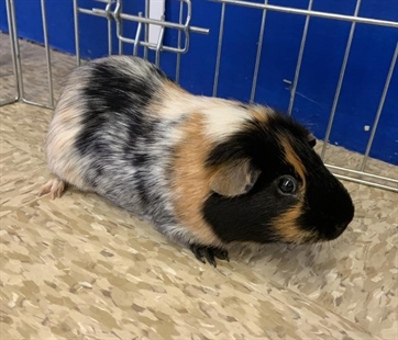 Looking for a forever home: Vernon SPCA pets of the week | iNFOnews.ca