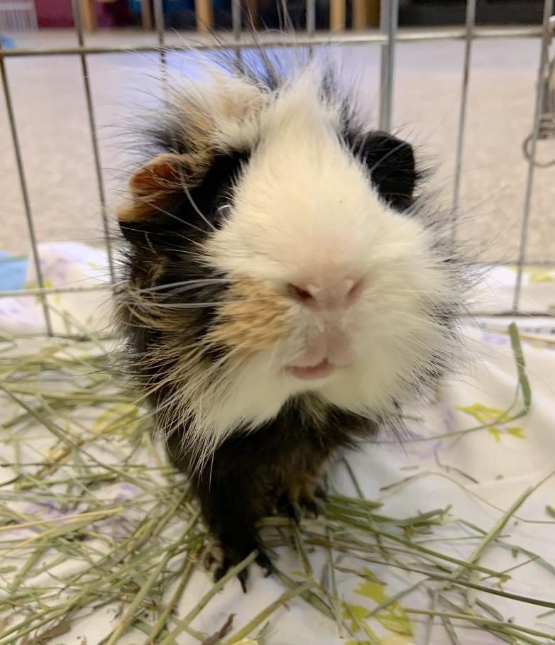 Looking for a forever home: Vernon SPCA pets of the week | iNFOnews.ca