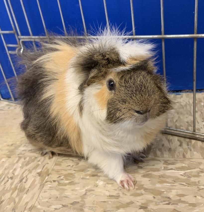 Looking for a forever home: Vernon SPCA pets of the week | iNFOnews.ca