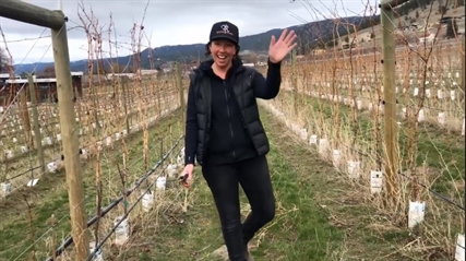 ‘Let me show you how to prune,’ Okanagan winery begins informative video series | iNFOnews.ca