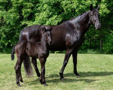 This RCMP foal needs a name and you can choose it | iNFOnews.ca This RCMP foal needs a name and you can choose it | iNFOnews.ca