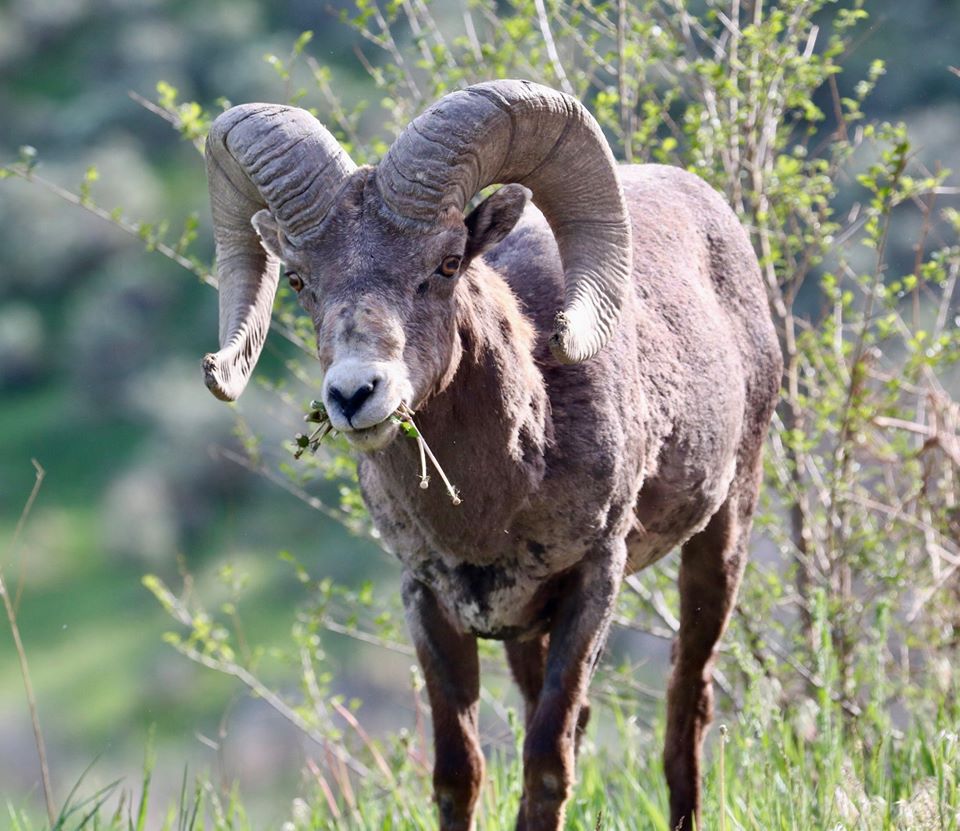 iN PHOTOS: Okanagan, Kamloops locals take stunning wildlife photos | iNFOnews.ca iN PHOTOS: Okanagan, Kamloops locals take stunning wildlife photos | iNFOnews.ca