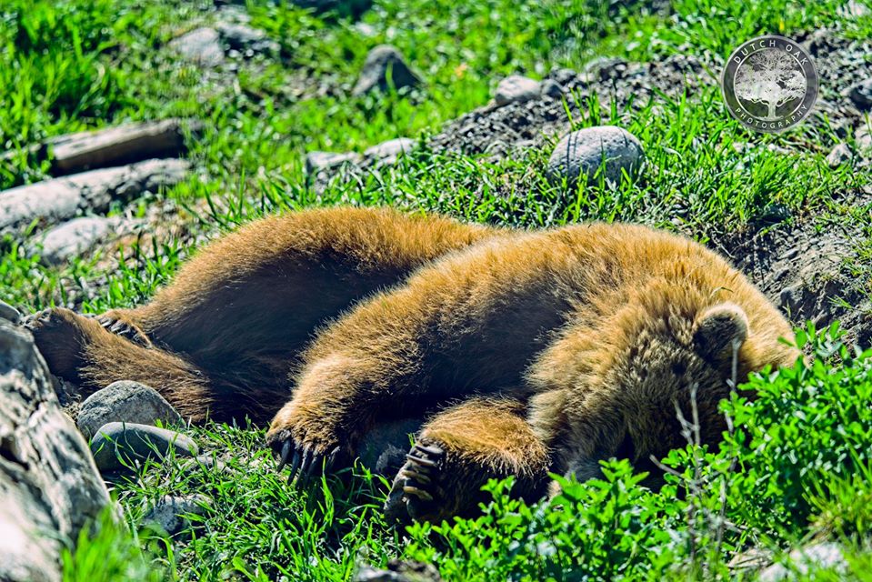 iN PHOTOS: Okanagan, Kamloops locals take stunning wildlife photos | iNFOnews.ca iN PHOTOS: Okanagan, Kamloops locals take stunning wildlife photos | iNFOnews.ca