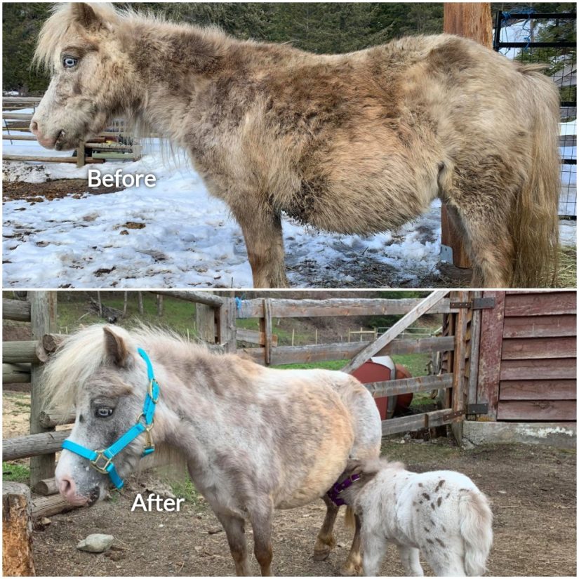 Malnourished mini-horse rescued from Interior property gives birth in time for Mother's Day | iNFOnews.ca