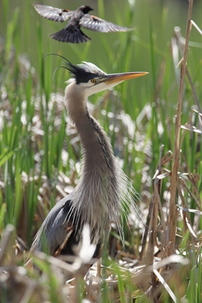 iN PHOTOS: Blackbirds dive bomb heron trying to fish in Vernon pond | iNFOnews.ca
