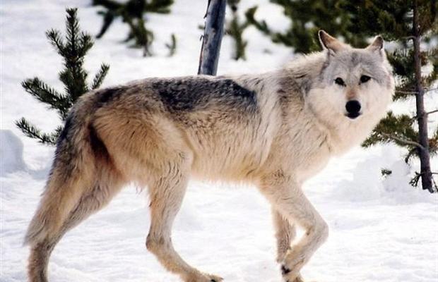B.C. to increase wolf cull, says it's the best plan to save endangered caribou | iNFOnews.ca