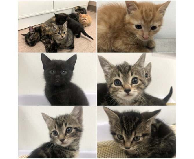 Mother cat, kittens abandoned at Cranbrook landfill | iNFOnews.ca