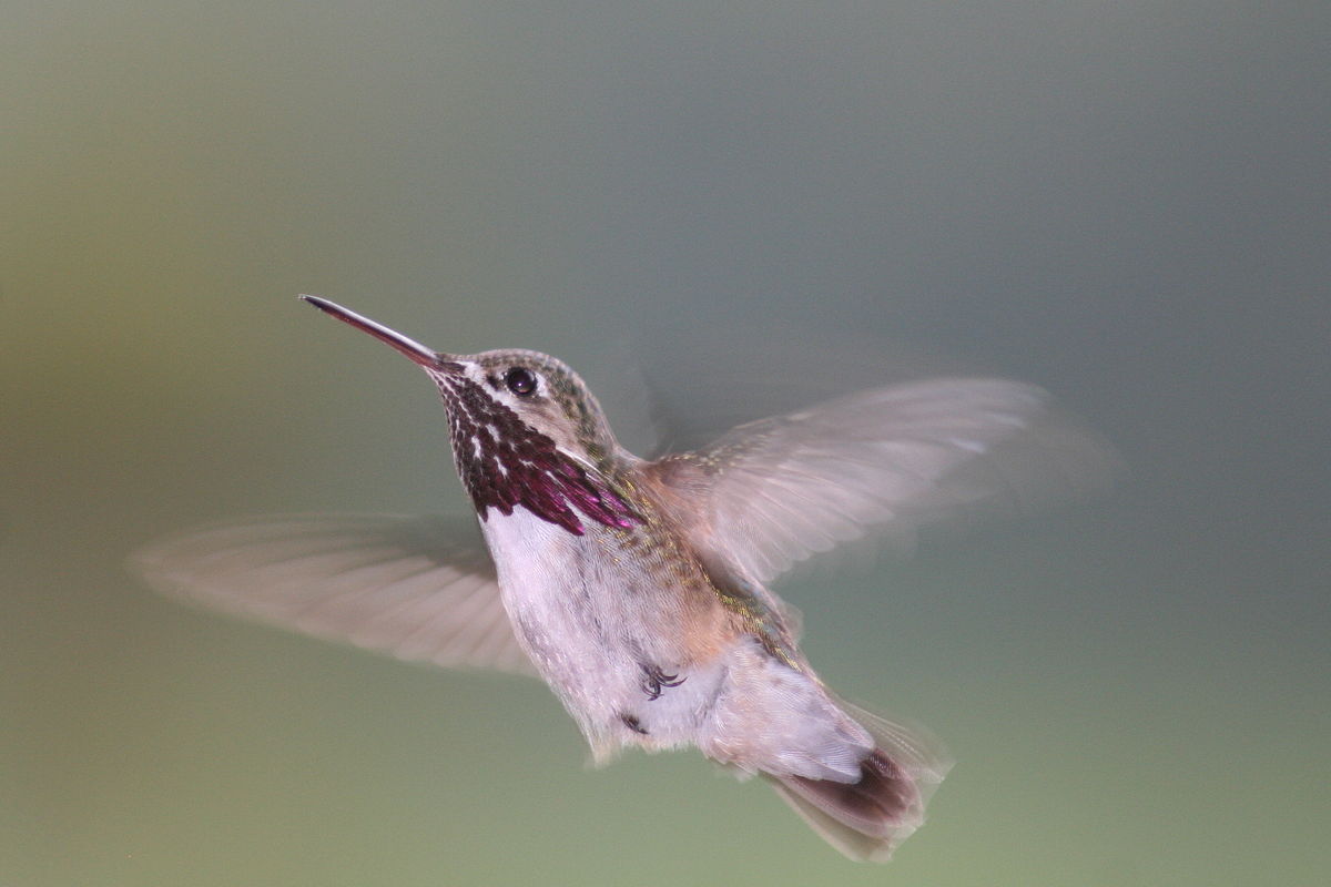 Three main types of hummingbird may be spotted at your feeder, says Okanagan birdwatcher | iNFOnews.ca