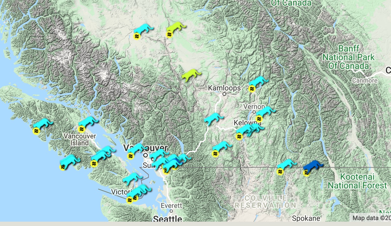 Cougar sightings across the Okanagan this week; learn what to do if it's you | iNFOnews.ca Cougar sightings across the Okanagan this week; learn what to do if it's you | iNFOnews.ca