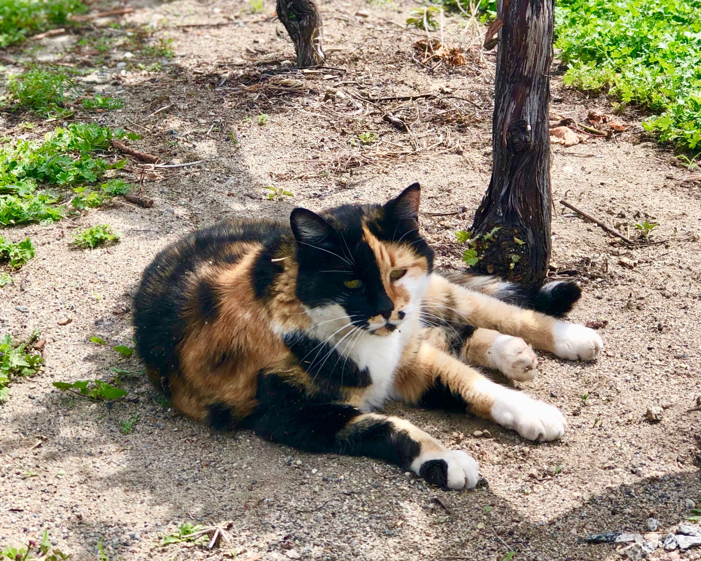Heaven's Gate Winery offers bliss in Summerland | iNFOnews.ca Heaven's Gate Winery offers bliss in Summerland | iNFOnews.ca