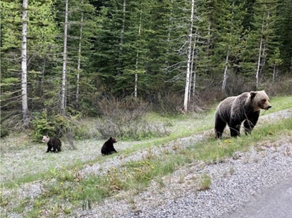 Grizzly bear with white head spotted in Banff National Park by Calgary family | iNFOnews.ca Grizzly bear with white head spotted in Banff National Park by Calgary family | iNFOnews.ca