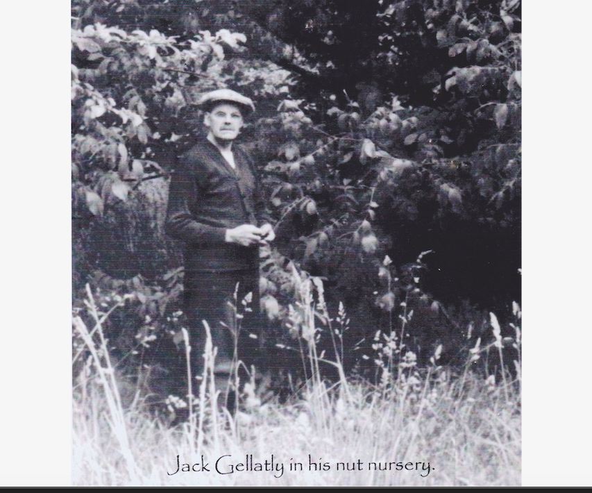 West Kelowna's nutty roots are unique to the Okanagan, and due to the Gellatly family | iNFOnews.ca West Kelowna's nutty roots are unique to the Okanagan, and due to the Gellatly family | iNFOnews.ca