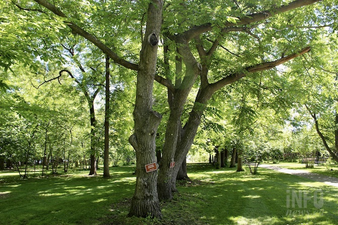West Kelowna's nutty roots are unique to the Okanagan, and due to the Gellatly family | iNFOnews.ca West Kelowna's nutty roots are unique to the Okanagan, and due to the Gellatly family | iNFOnews.ca