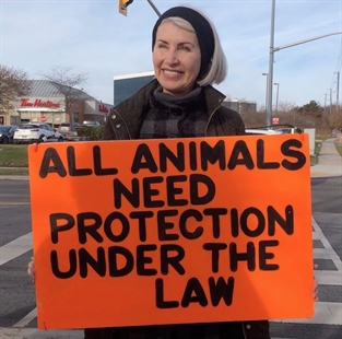 Animal rights activist killed by transport truck full of pigs headed to slaughterhouse | iNFOnews.ca