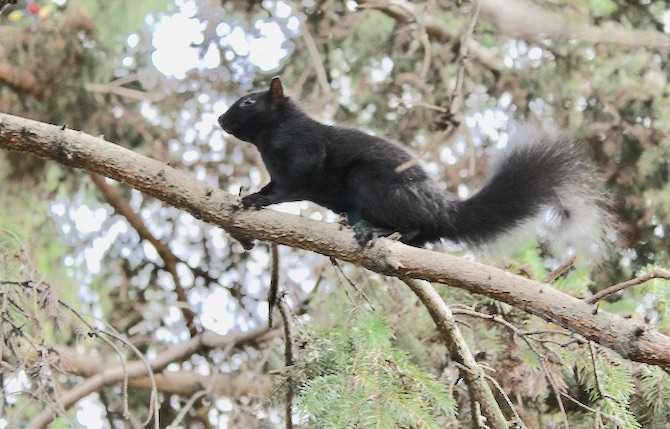 Invasive grey squirrels in the B.C. Interior remain under the radar | iNFOnews.ca Invasive grey squirrels in the B.C. Interior remain under the radar | iNFOnews.ca