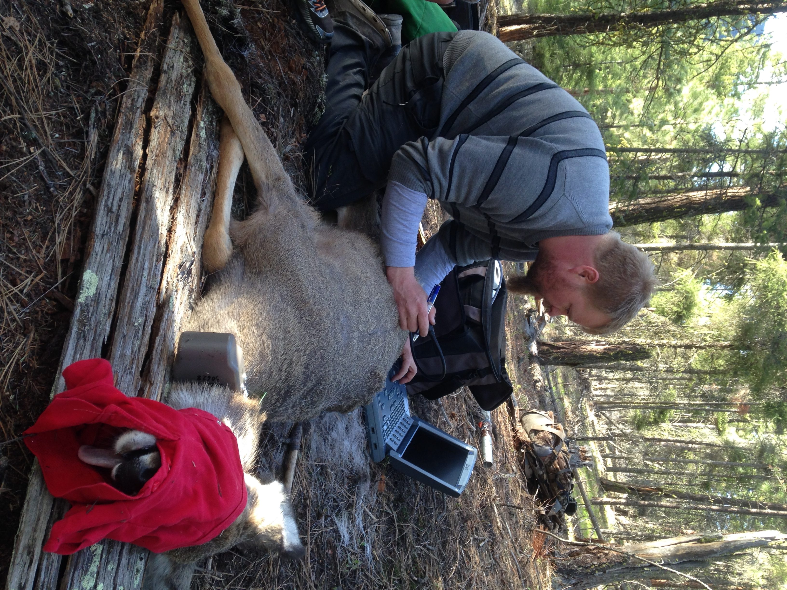Fire suppression efforts, timber extractions and highways changing life for declining mule deers | iNFOnews.ca Fire suppression efforts, timber extractions and highways changing life for declining mule deers | iNFOnews.ca