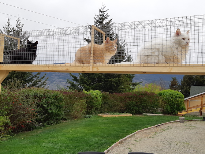 COVID-19 down time inspired this Summerland man to create his own Catabitat business | iNFOnews.ca
