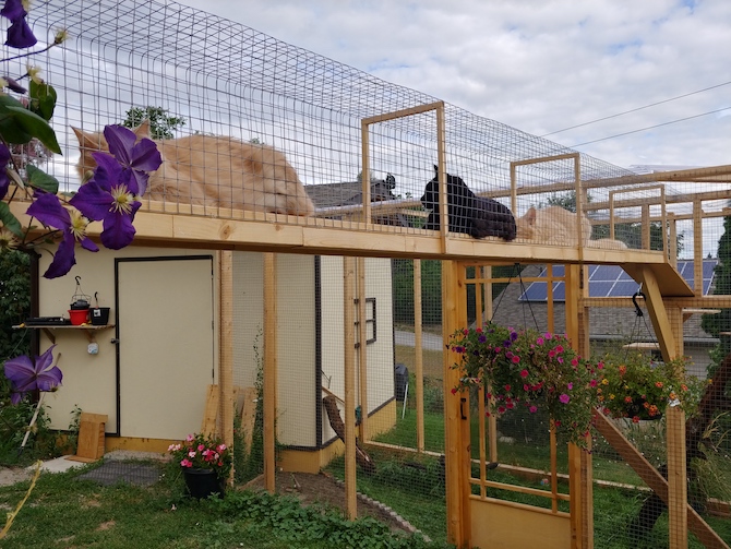 COVID-19 down time inspired this Summerland man to create his own Catabitat business | iNFOnews.ca