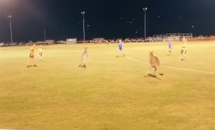 TRENDING NOW: Kangaroos bounce into a football game in Australia | iNFOnews.ca TRENDING NOW: Kangaroos bounce into a football game in Australia | iNFOnews.ca