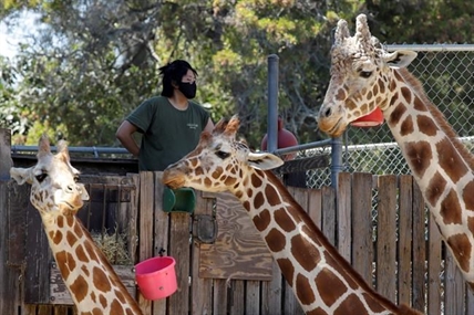 Financially struggling zoos could be latest pandemic victims | iNFOnews.ca Financially struggling zoos could be latest pandemic victims | iNFOnews.ca