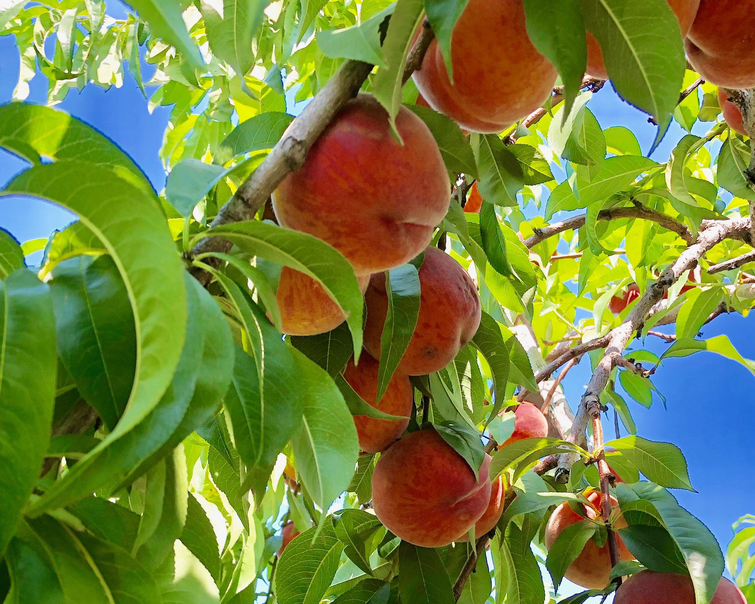 Peaches are in season: Make this delicious salsa tonight | iNFOnews.ca Peaches are in season: Make this delicious salsa tonight | iNFOnews.ca