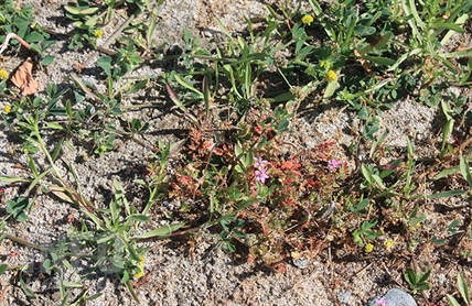 South Okanagan community fighting to reclaim beach from endangered plant | iNFOnews.ca South Okanagan community fighting to reclaim beach from endangered plant | iNFOnews.ca