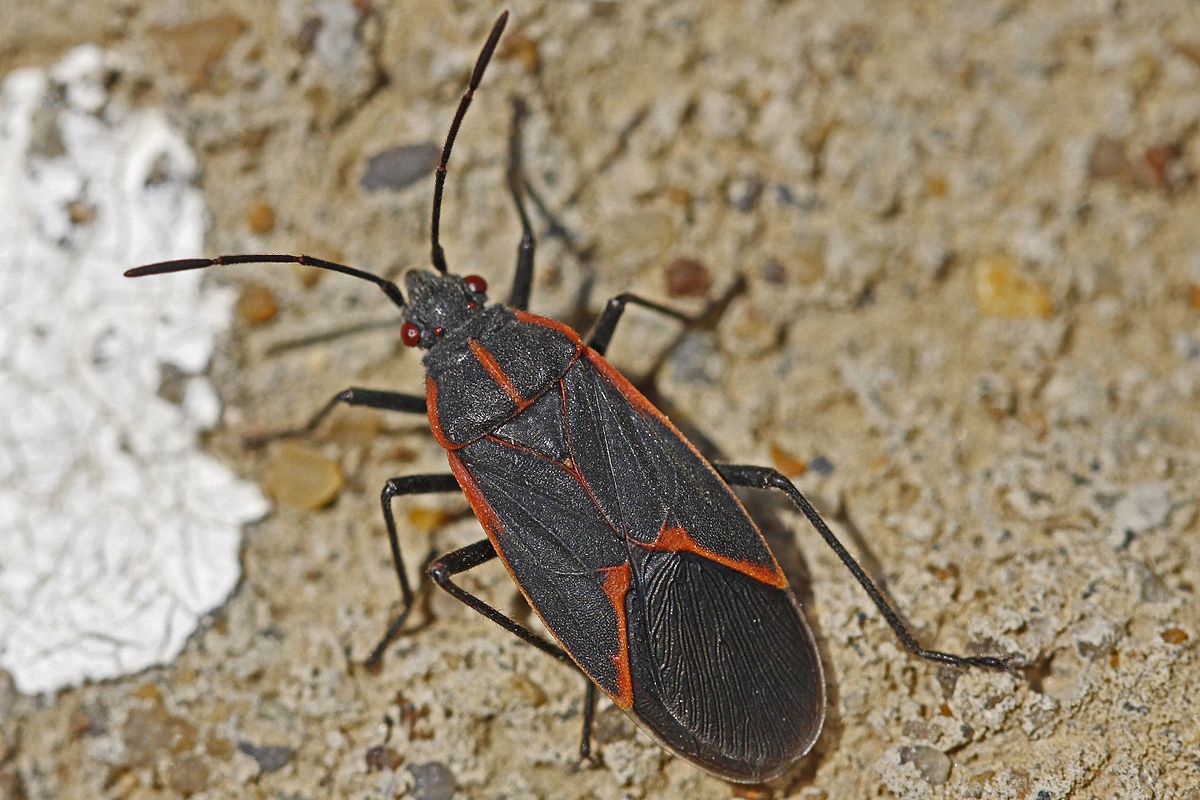 5 nasty bugs in the B.C. Interior you might want to stay on top of | iNFOnews.ca 5 nasty bugs in the B.C. Interior you might want to stay on top of | iNFOnews.ca