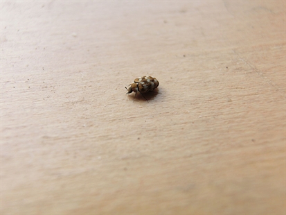 5 nasty bugs in the B.C. Interior you might want to stay on top of | iNFOnews.ca