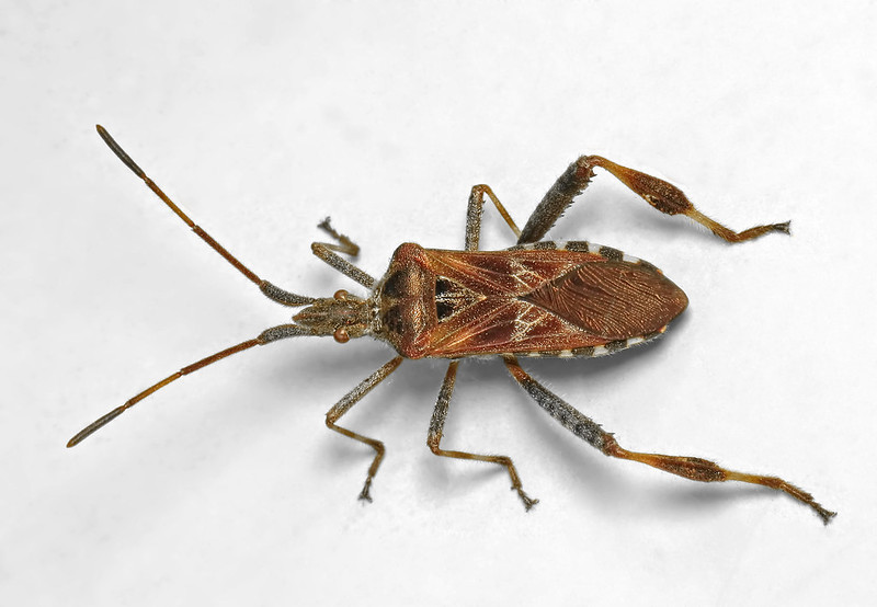 5 nasty bugs in the B.C. Interior you might want to stay on top of | iNFOnews.ca 5 nasty bugs in the B.C. Interior you might want to stay on top of | iNFOnews.ca