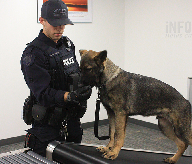 Penticton RCMP puppy-trainer is helping 'Nack' learn the profession | iNFOnews.ca Penticton RCMP puppy-trainer is helping 'Nack' learn the profession | iNFOnews.ca