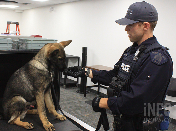 Penticton RCMP puppy-trainer is helping 'Nack' learn the profession | iNFOnews.ca Penticton RCMP puppy-trainer is helping 'Nack' learn the profession | iNFOnews.ca