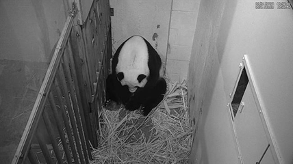 'The whole world celebrates' on-camera birth of panda cub | iNFOnews.ca 'The whole world celebrates' on-camera birth of panda cub | iNFOnews.ca