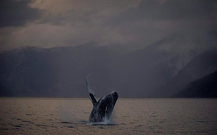 B.C. rescuers, experts concerned about condition of three entangled humpbacks | iNFOnews.ca