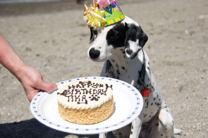 Former B.C. puppy mill dalmatian enjoys high life in new U.K. home | iNFOnews.ca