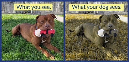 See colour through the eyes of your pooch | iNFOnews.ca