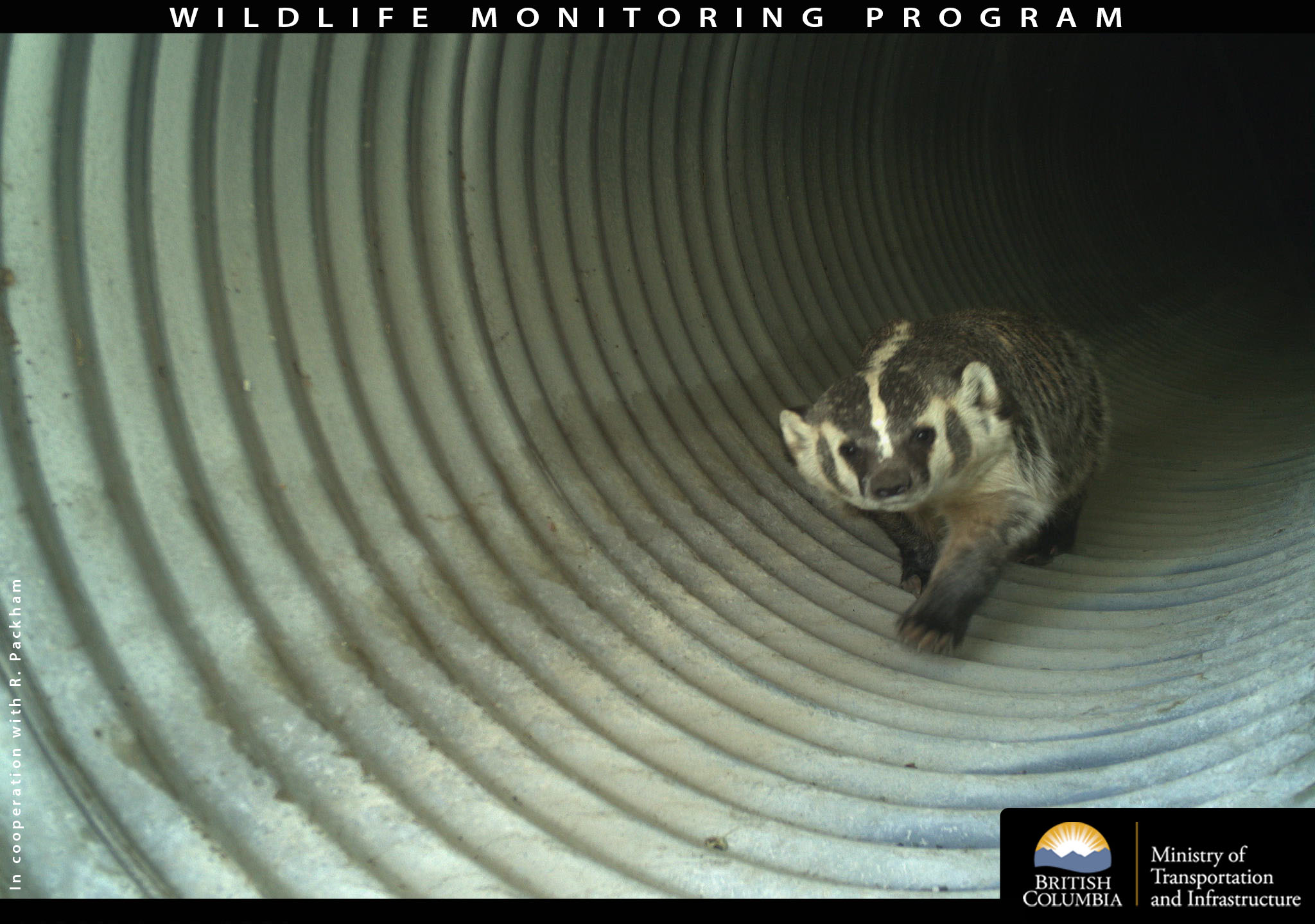 iN PHOTOS: Thousands of animals using B.C. wildlife crossings | iNFOnews.ca iN PHOTOS: Thousands of animals using B.C. wildlife crossings | iNFOnews.ca