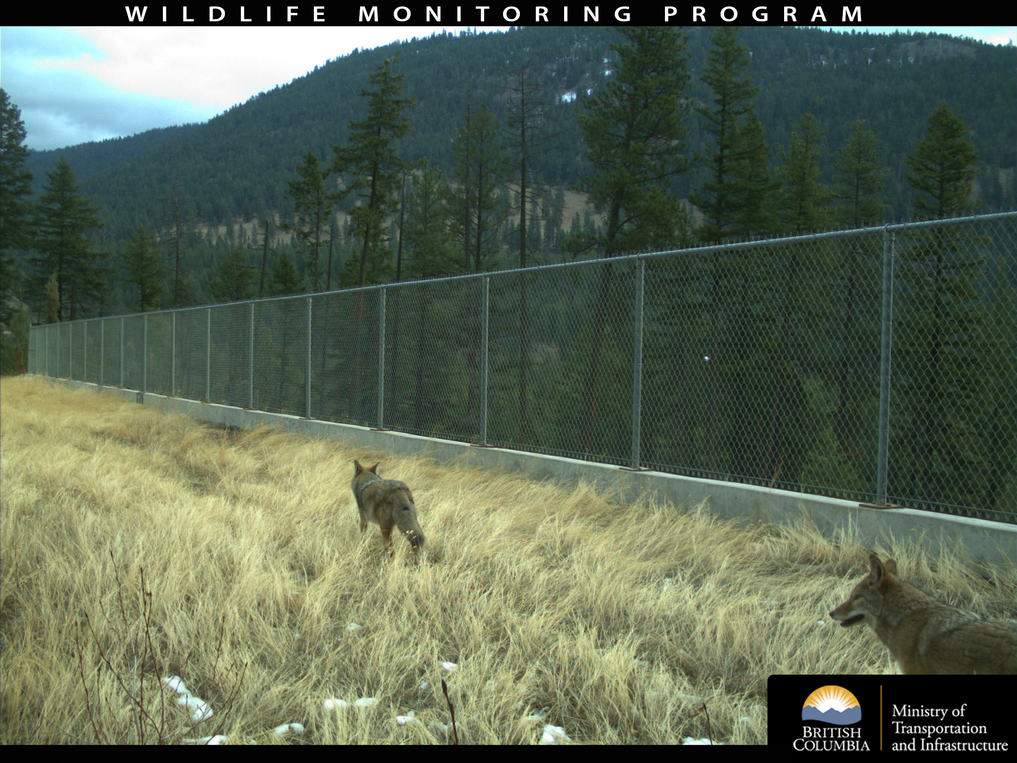 iN PHOTOS: Thousands of animals using B.C. wildlife crossings | iNFOnews.ca iN PHOTOS: Thousands of animals using B.C. wildlife crossings | iNFOnews.ca
