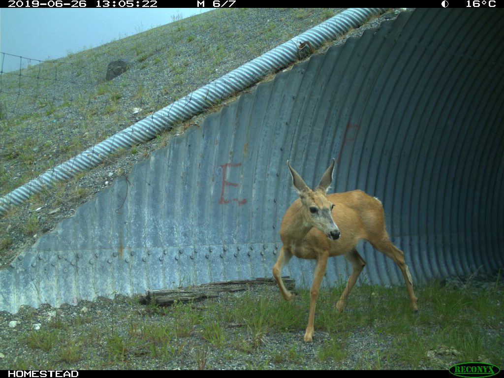 iN PHOTOS: Thousands of animals using B.C. wildlife crossings | iNFOnews.ca iN PHOTOS: Thousands of animals using B.C. wildlife crossings | iNFOnews.ca