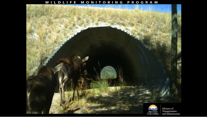 iN PHOTOS: Thousands of animals using B.C. wildlife crossings | iNFOnews.ca