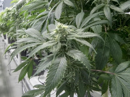 B.C. unveils new cannabis sales programs to help small, Indigenous growers | iNFOnews.ca