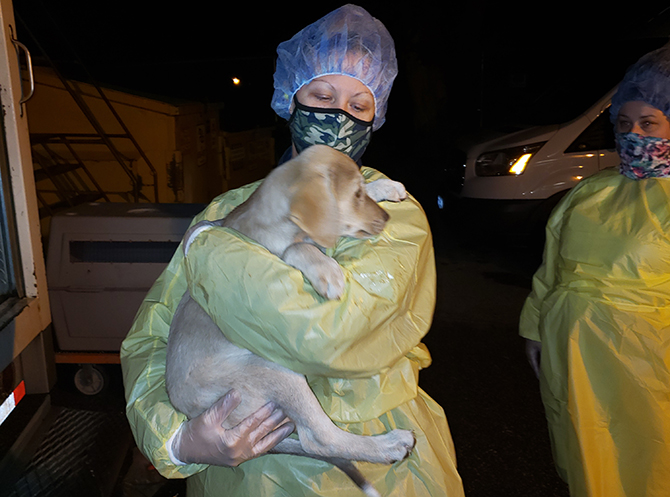 B.C. SPCA seizes nearly 100 neglected animals in Princeton | iNFOnews.ca B.C. SPCA seizes nearly 100 neglected animals in Princeton | iNFOnews.ca