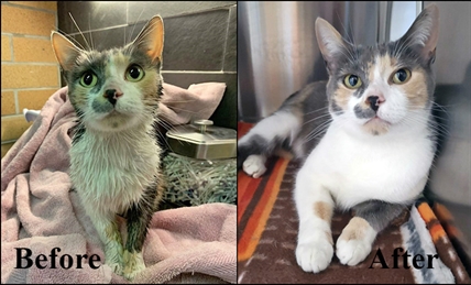 iN VIDEO: With colder temperatures, B.C. SPCA urges drivers to 'think and thump' before getting into their vehicles | iNFOnews.ca