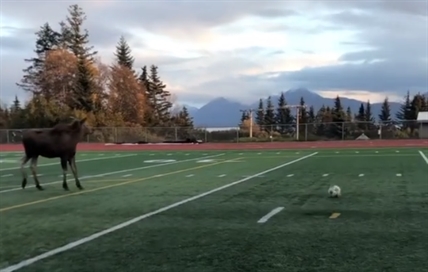iN VIDEO: Alaskan moose randomly joins group of soccer players | iNFOnews.ca